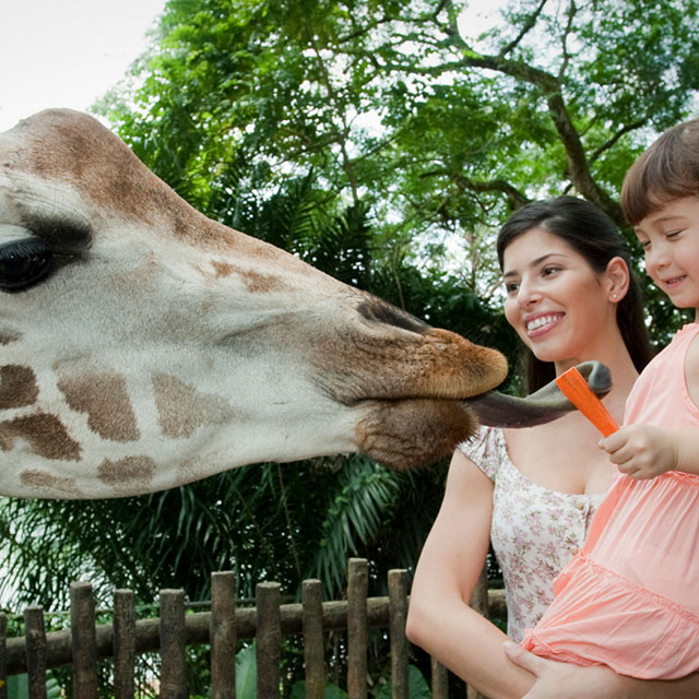 singapore-zoo-carousel04-square.jpg