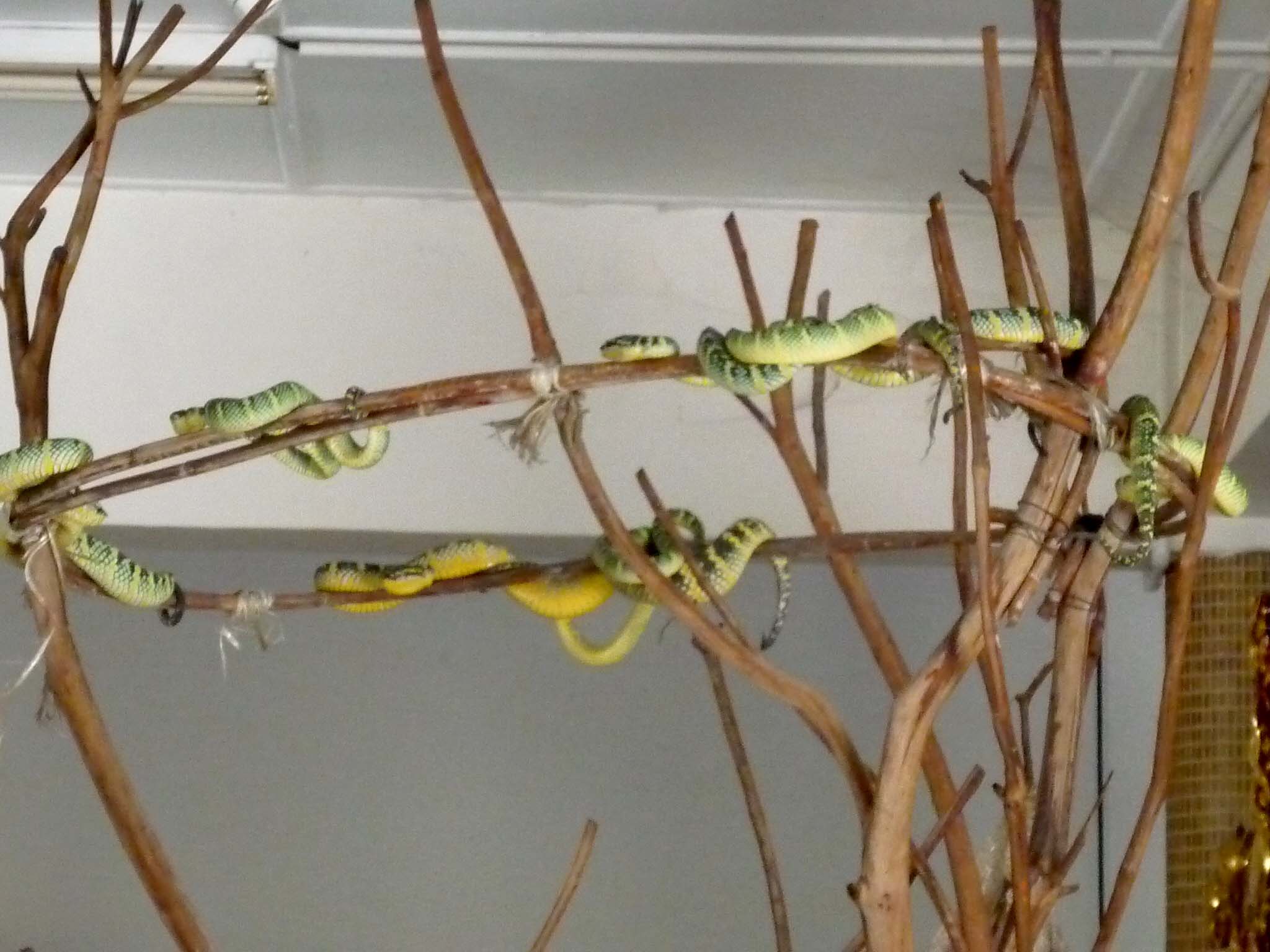 Snake 1a.jpg