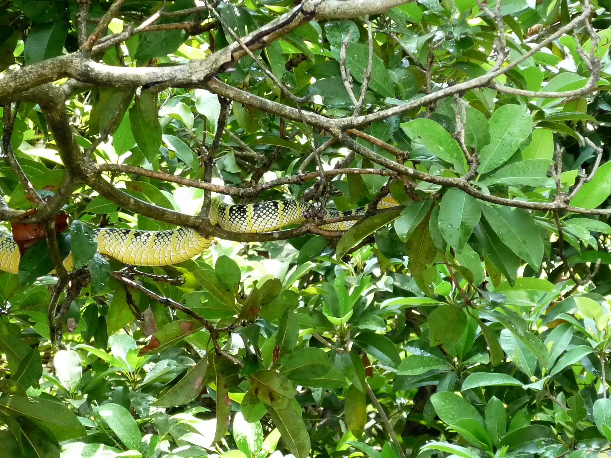 Snake 2a.jpg