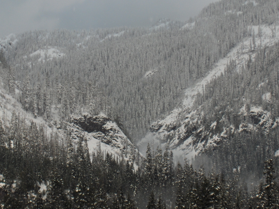 snow-capped-trees-and-mountains.jpg