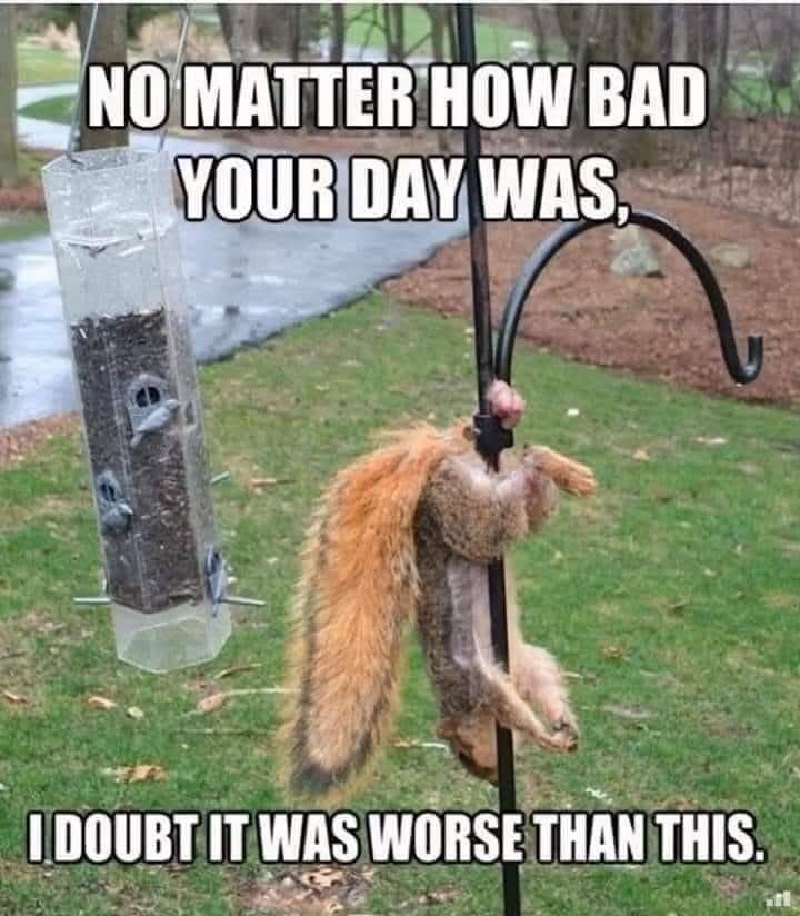 Squirrel.jpg