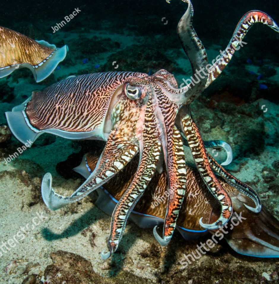 stock-photo-early-morning-dive-brought-the-awesome-mating-display-of-reef-cuttlefish-a-show-ta...jpg