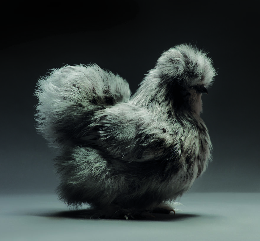 stunnin-chickens-rearfront-pictures-1.jpg