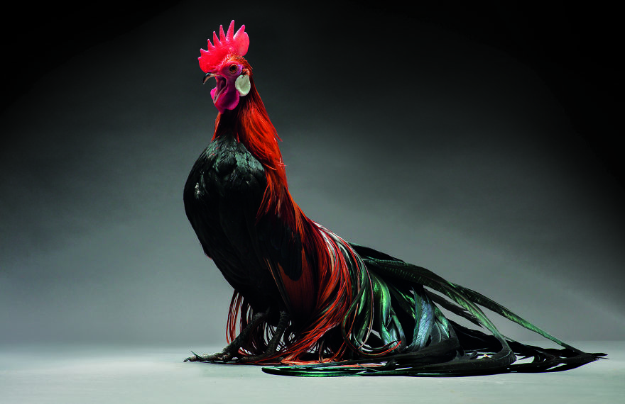 stunnin-chickens-rearfront-pictures-3.jpg