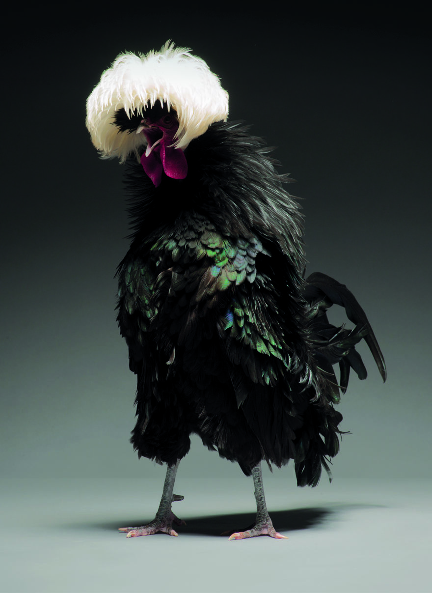 stunnin-chickens-rearfront-pictures-5.jpg