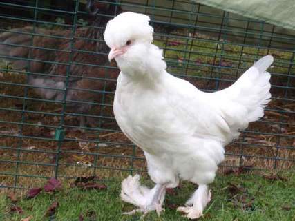 sultan_chickens_a_young_female_sultan_charlie.jpg