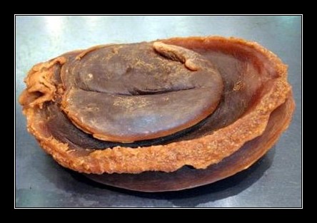 sundriedabalone.jpg