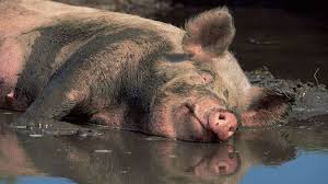 swine.jpg
