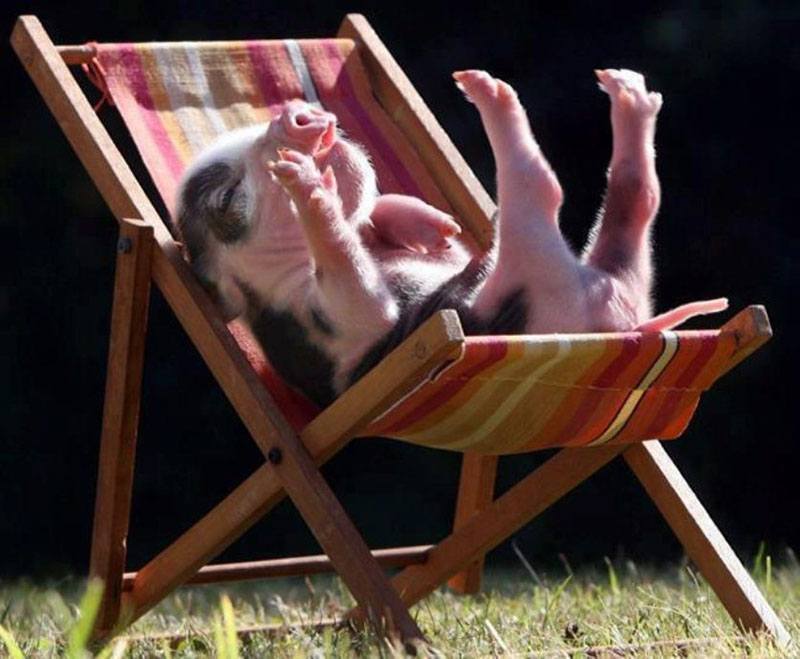 teacup-pig.jpg