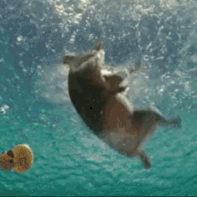 tenor (1).gif