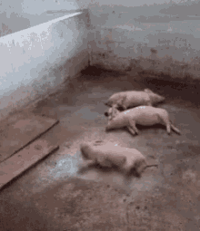 tenor (1).gif