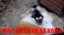 tenor.gif