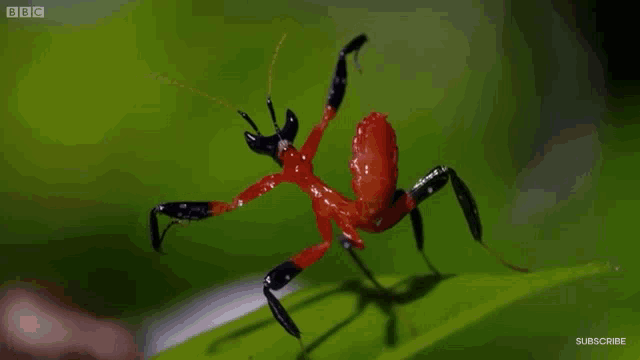 the-crane-praying-mantis.gif