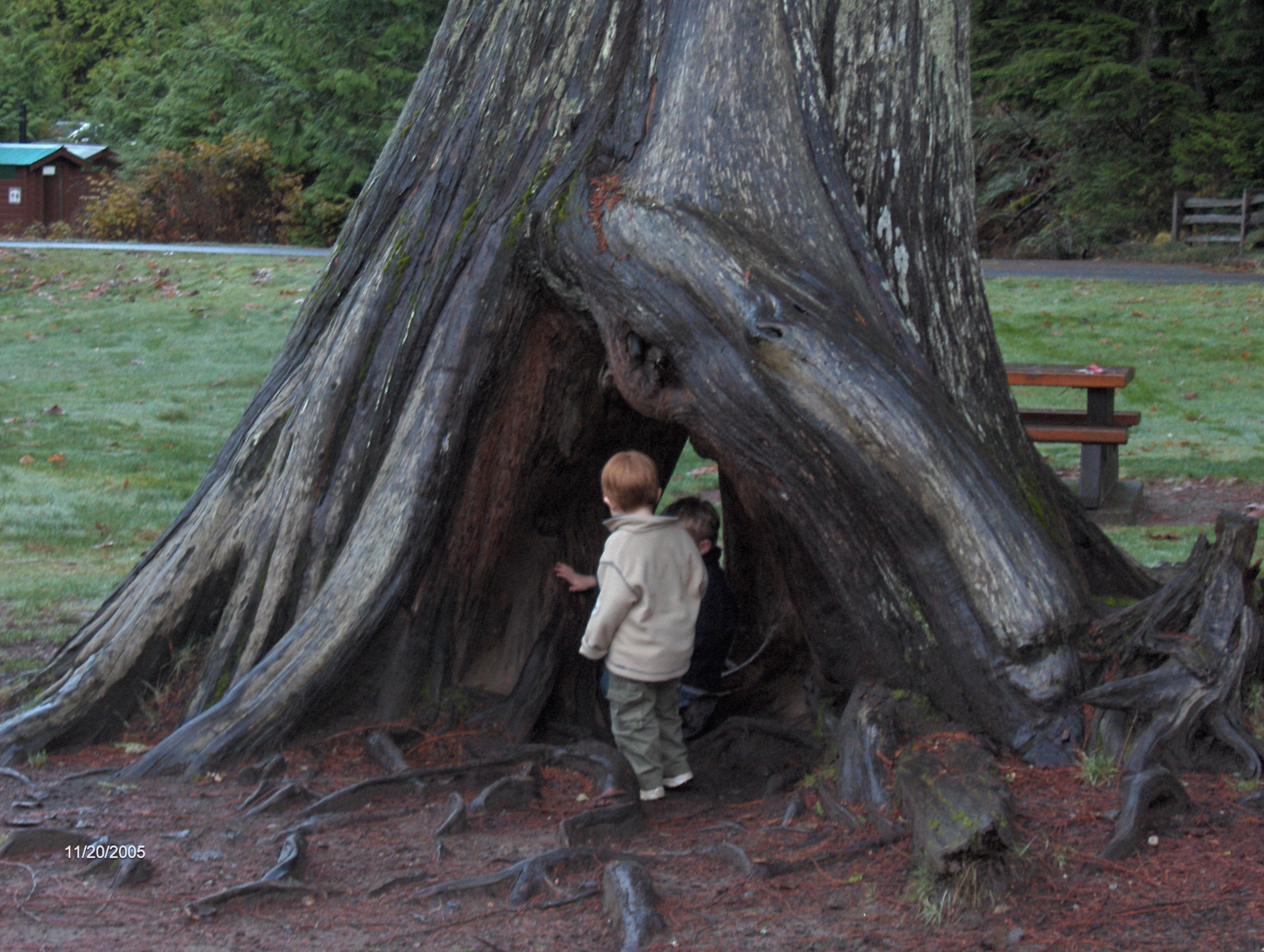 tree-hole-fun.jpg