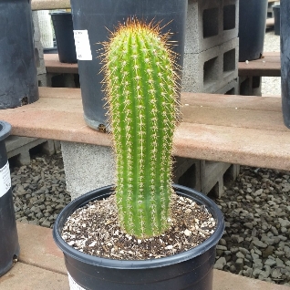 Trichocereus-terschekii-1024x1024_copy_318x318.jpg