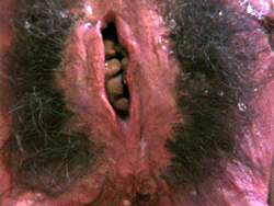 tumblr_n5e3y9mDvr1r21i5xo1_r4_250.gif