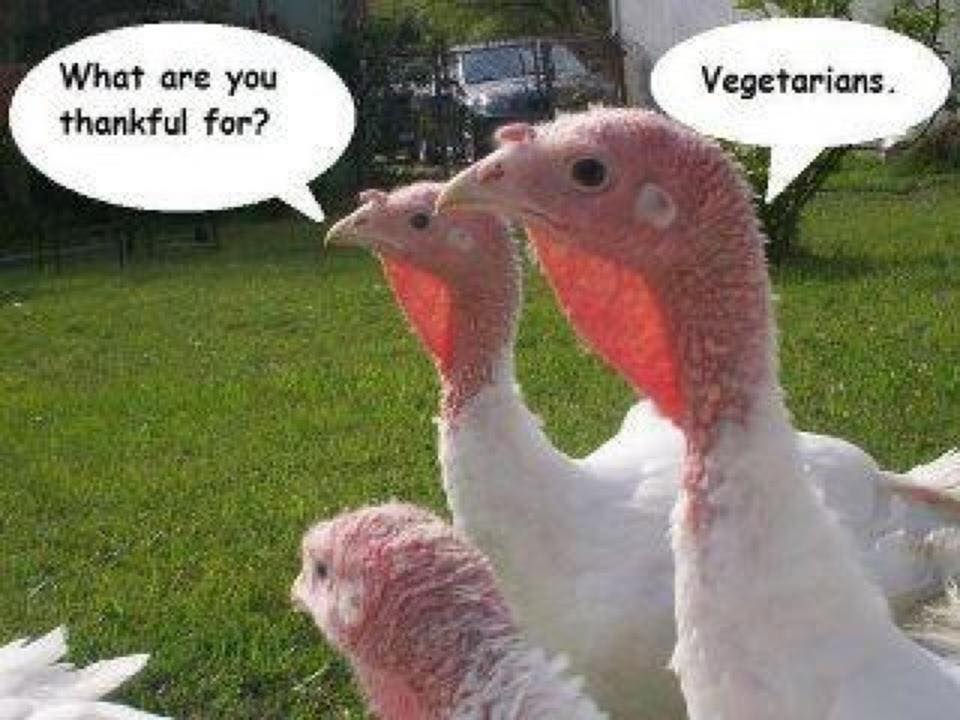 turkeys.jpg