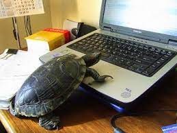 turtle typing at Laptop.jpg