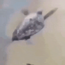 turtle_flying.gif