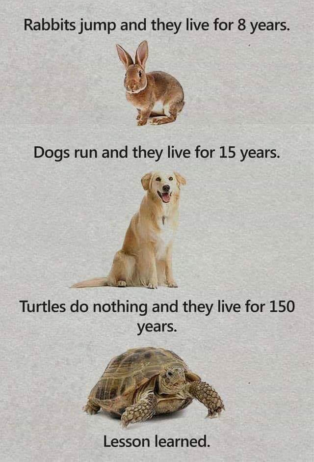 turtles.jpg