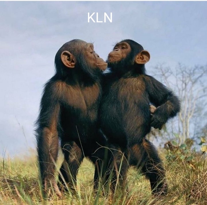 TwoChimpsCfm.jpg