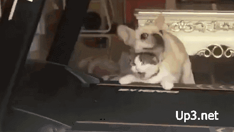 TYhI5x2.gif