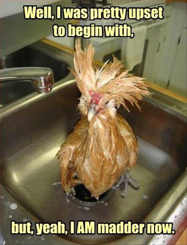 upset-chicken1.jpg