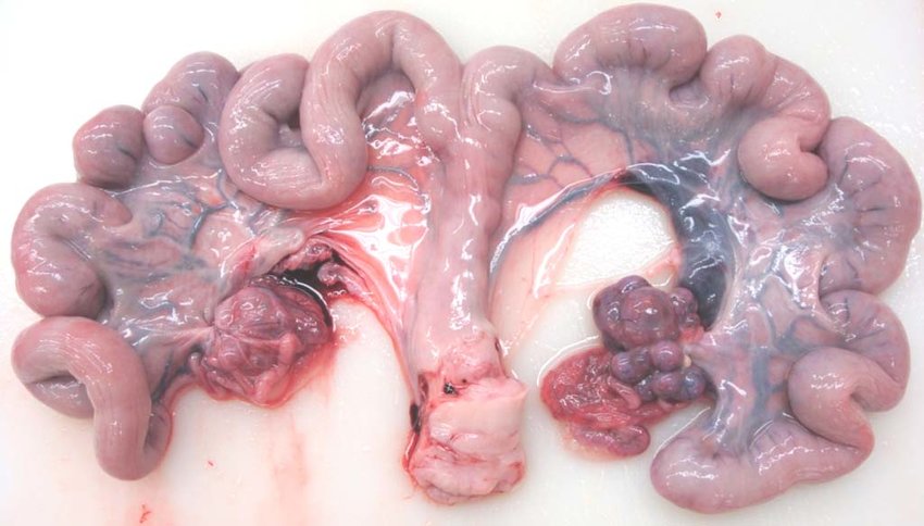 Uterus-removed-from-a-RU486-treated-gilt-before-dissection-During-dissection-the-ovaries.jpg