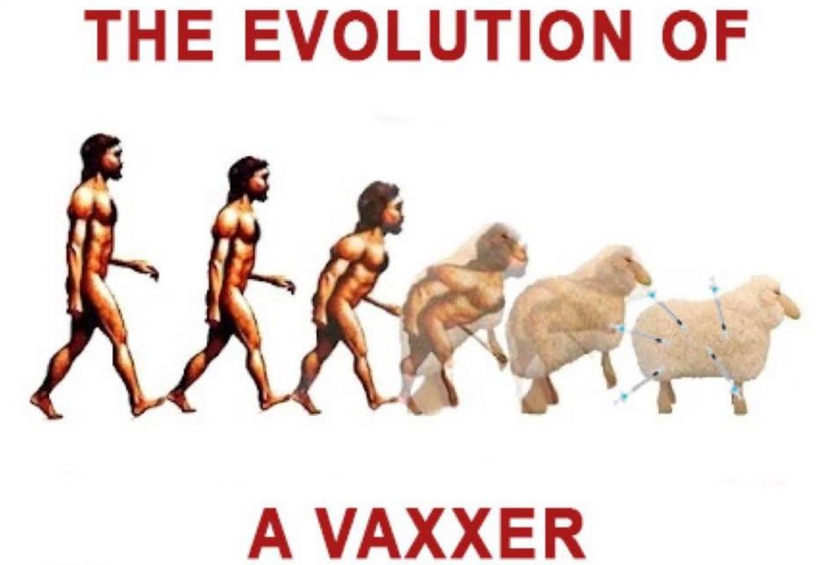vax-sheepie.jpg