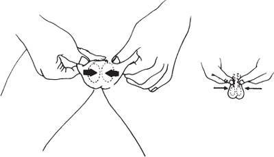 working-on-the-sexual-organs_4.jpg