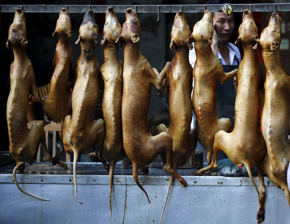 Yulin-Dog-Meat-Festival-China-roasted-dogs-346861-1.jpg