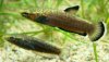 300px-Betta_albimarginata_060311_8.jpg