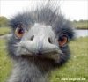 Emu.jpg