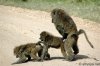 Baboon11.jpg