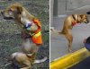 Man are from Dog.JPG