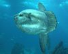 moonfish.jpg