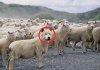 wolf-sheep.jpg