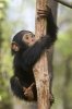 chimpanzee_climbing.jpg
