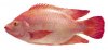 white tilapia.jpg