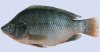 Black Tilapia.jpg