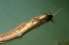 Catfish.jpg