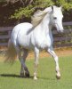 white horse.jpg