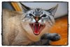 Angry Cat.jpg