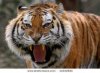 Angry Tiger.jpg