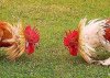 game-of-chicken.jpg game-of-chicken.jpg