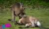 kangaroomain.jpg kangaroomain.jpg