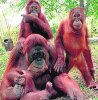 220px-AhMengfamily.jpg
