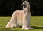 afgan hound.jpg