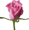Pink-grace-and-elegance-5.gif Pink-grace-and-elegance-5.gif