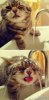 Cat Bath.jpg